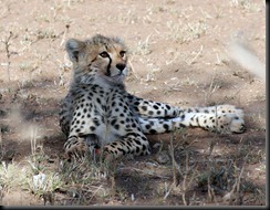 October 18 2012 cheetah cub