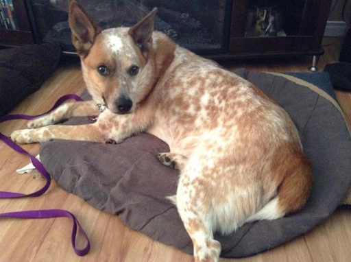 Catahoula Red Heeler 2025