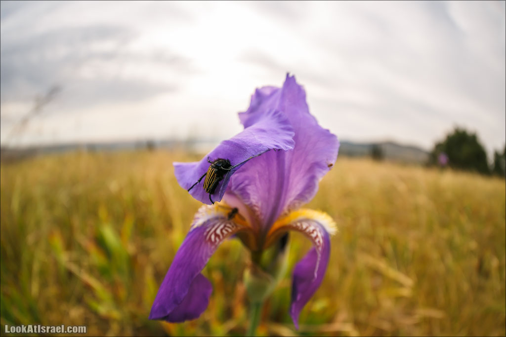 LookAtIsrael.com: Фото-блог о путешествиях по Израилю. Тель Авив, Иерусалим, Хайфа Разведка местности показала, что совсем рядом есть тропа ирисов 