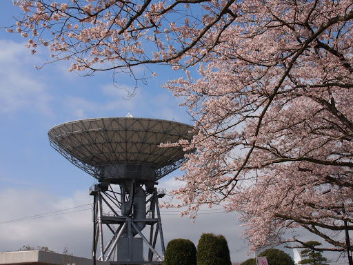 [写真]高萩局と桜