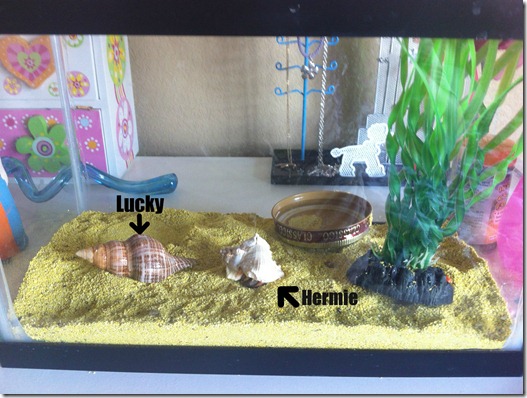 Lucky and Hermie