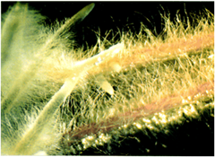 Hairy root formation by Agrobacterium rhizhogenes