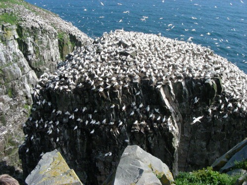 Πουλιά , οικολογικό απόθεμα Cape St Mary του, Newfoundland, Καναδάς
