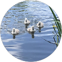 Mandy Hawthorn profile picture