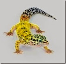 yellow-leopard-gecko