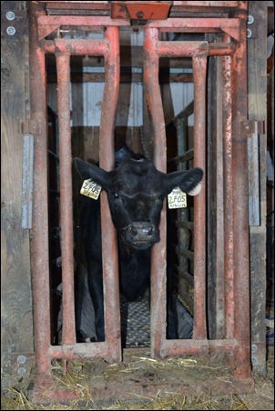 calf 5 in headgate