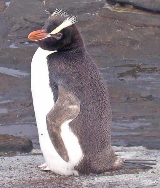 [pinguino%2520crestato3%255B4%255D.jpg]