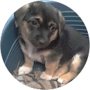 Image Google de kovacic sylvie