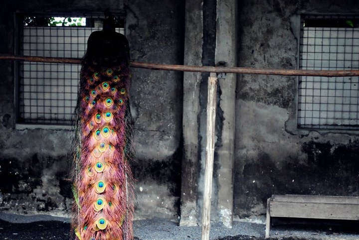 [lonely%2520peacock%2520at%2520peacock%2520garden%255B3%255D.jpg]