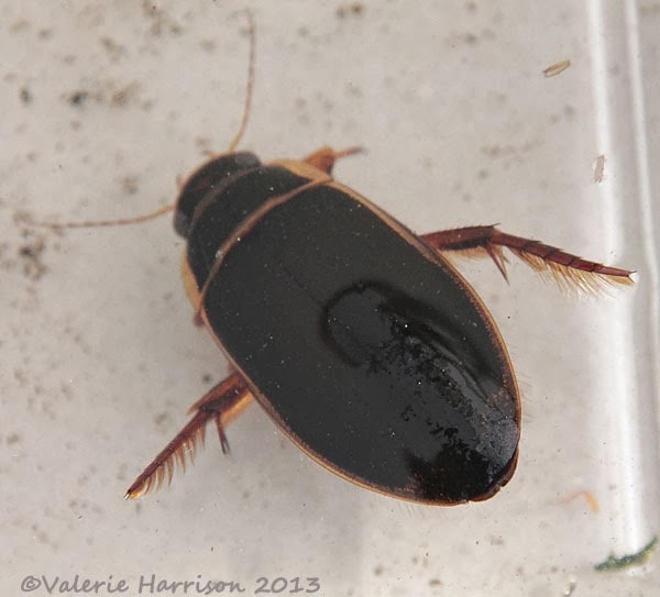 [great-diving-beetle-2%255B2%255D.jpg]