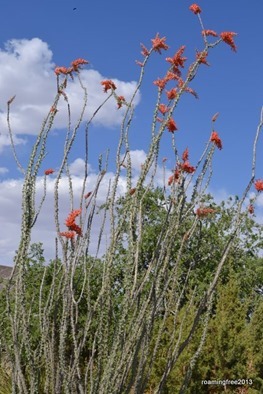 More Ocotillo - I love these plants!
