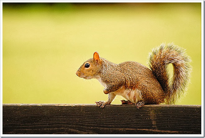 public-domain-pictures-squirrel-1 (282)