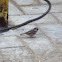 Gorrion comun ,Gorrión de casa , House sparrow