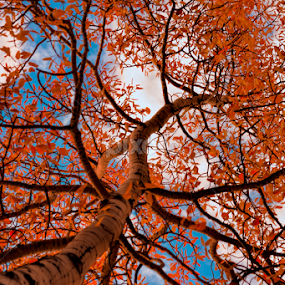 _MG_8758 by Michael Sinko - Nature Up Close Trees & Bushes