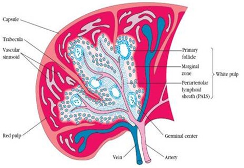 spleen pulp immunology lymphocytes clip