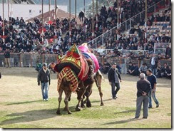Camel Wrestling in Kamluca