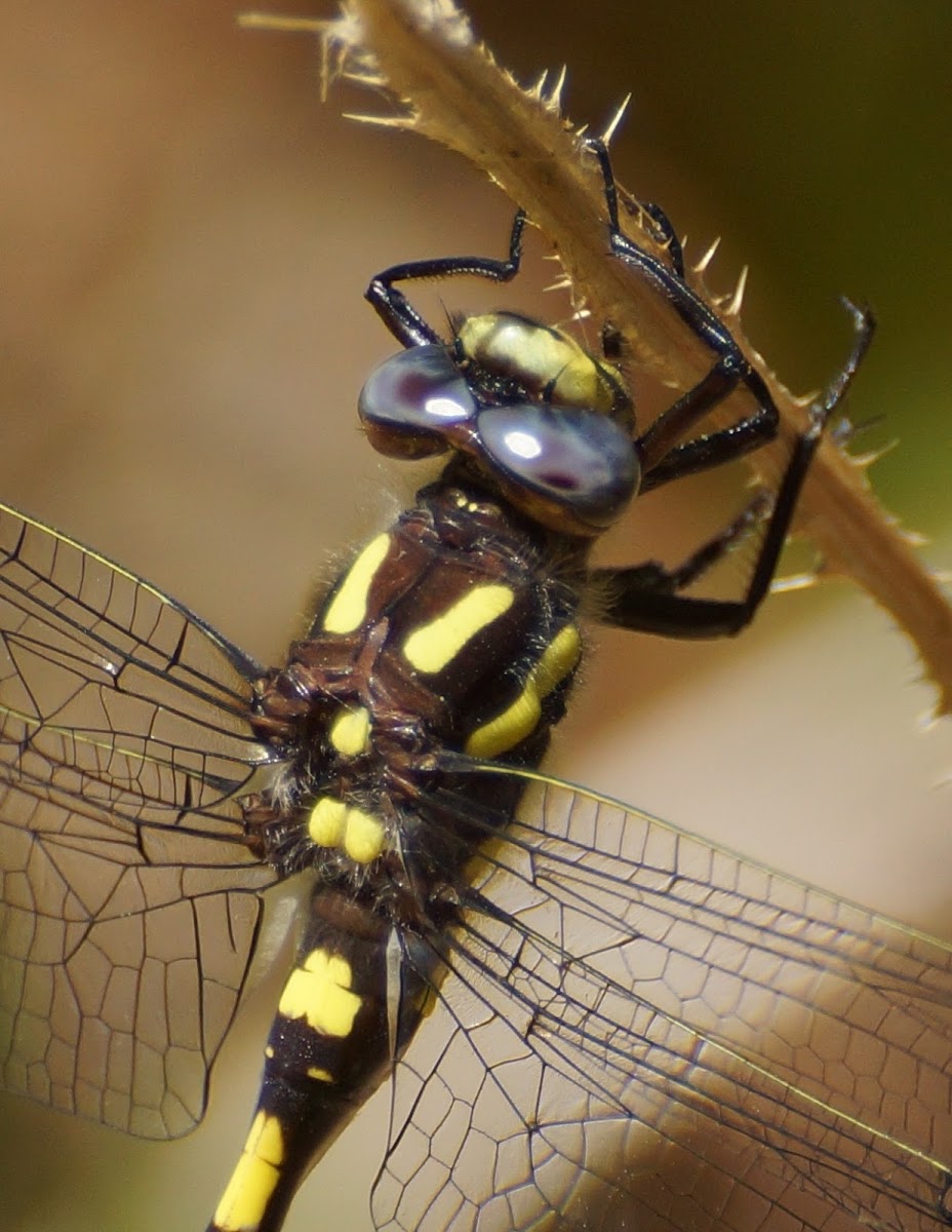 Pacific Spiketail