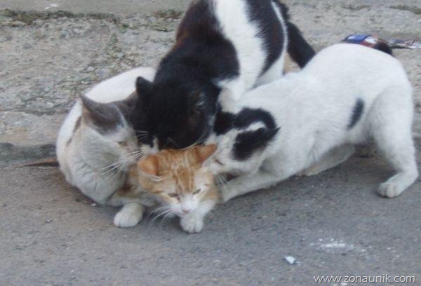 [cat-1%255B3%255D.jpg]
