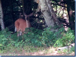 7400 Restoule Provincial Park - deer seen when walking back to campsite