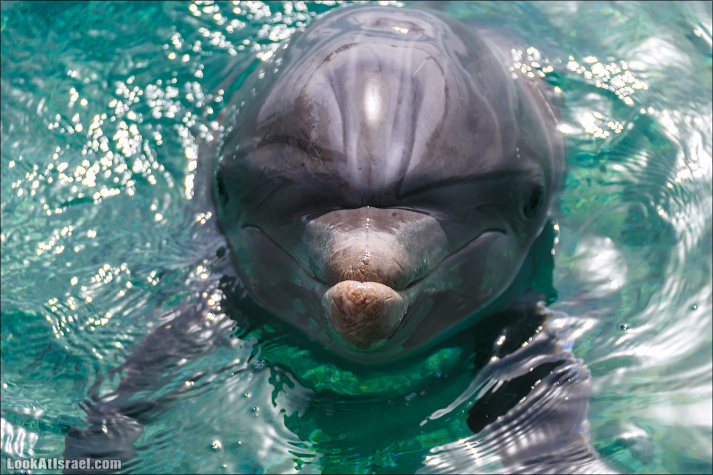 LookAtIsrael.com - Фото путешествия по Израилю | Дельфиний риф в Эйлате. Дельфинарий | Dolphins reef in Eilat | דולפינריום באילת
