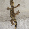 Turnip tailed gecko