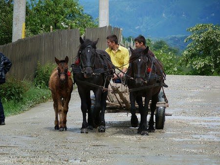  Manz si cai tragand la caruta
