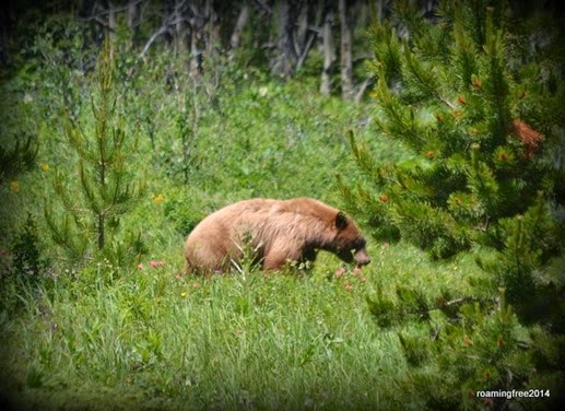 Grizzly Bear -- really close!