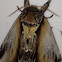 Black-rimmed Prominent Moth