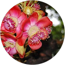 Image Google de Delphine Guinot