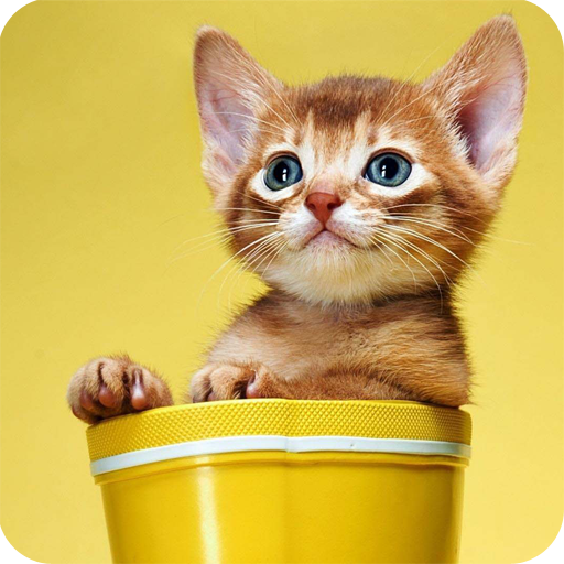 Hello kittens LOGO-APP點子