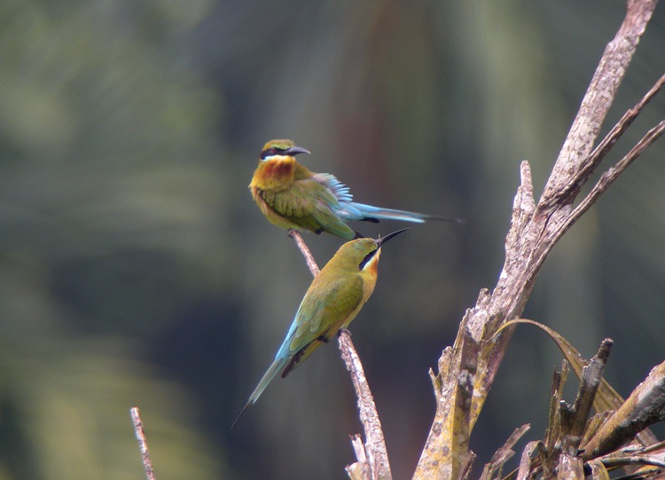 [Blue%2520tailed%2520Beeeater%2520Ad%255B3%255D.jpg]