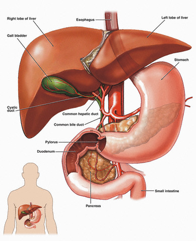 common bile duct cystic duct. common hepatic duct,