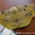 Eupterotidae Moth