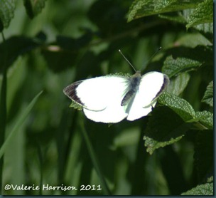large-white-male