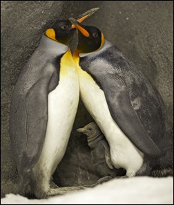 pinguins gay