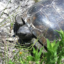 Gopher Tortoise