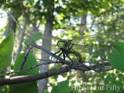 Dragon fly  resting on a branch
