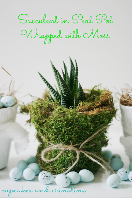 Succulent-in-Peat-Pot-Wrapped-with-Moss-succulent-peatpot-moss