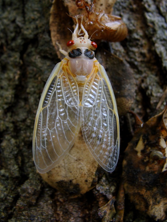 [Cicada%2520wings%2520flat.jpg]