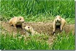 a - baby prairie dogs