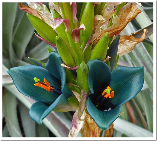 Puya-alpestris-(flower)_01