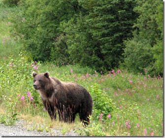 1st Brown Bear 8-16-2011 11-20-20 AM 2023x1689