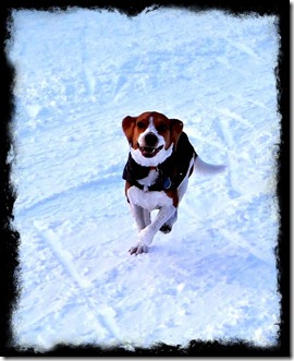 Buster running snow