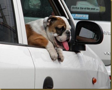 Dog Peeping out of Car