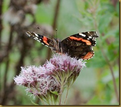 Red Admiral on Valerian