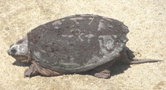 snapping turtle Plympton 4.10.13