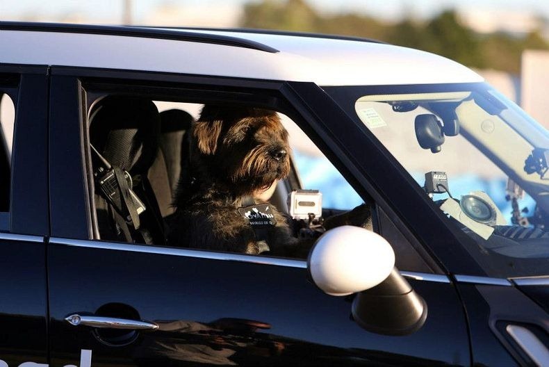 driving-dogs-5