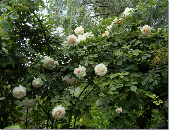 DSCN5775 DSCN5775