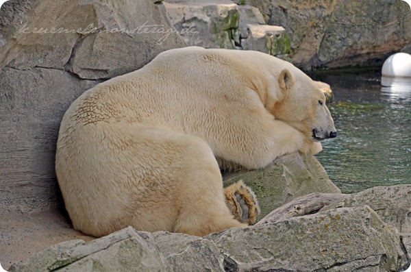 Wremen 20zwölf Tag 6 Zoo am Meer - Eisbär (3)