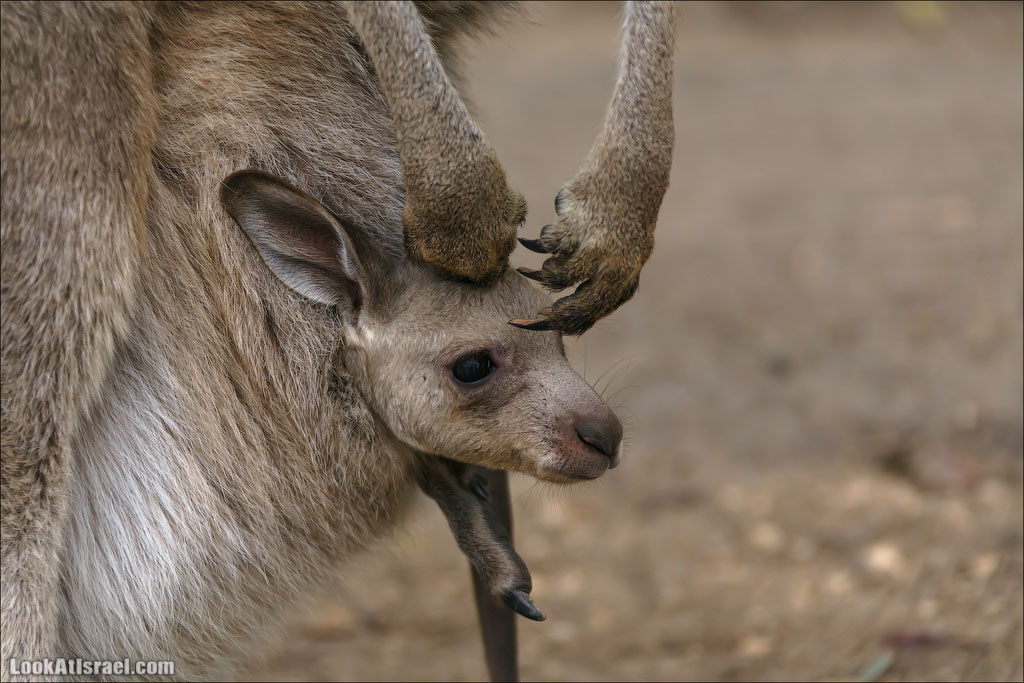 Ган Гуру - парк с кенгуру и другими австралийскими животными | Gan Guru | גן גורו | LookAtIsrael.com - Фото путешествия по Израилю